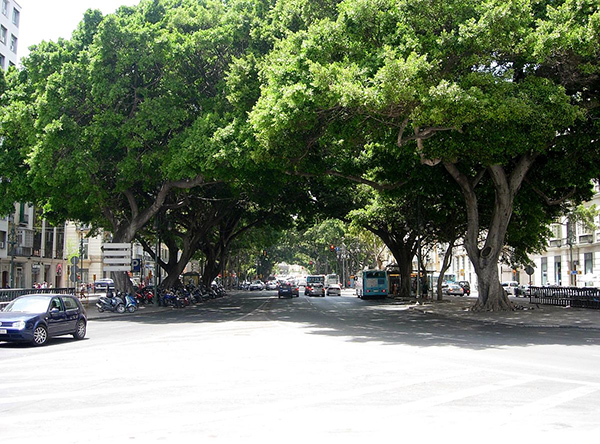 Alameda_Principal.malaga