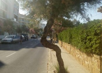 arbol-en-la-avenida-ultramar-768x674