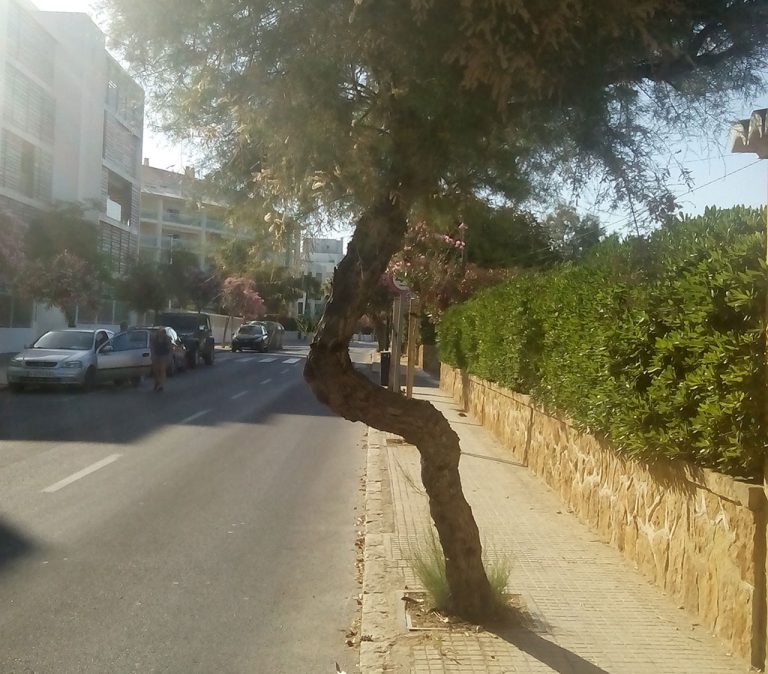 arbol-en-la-avenida-ultramar-768x674