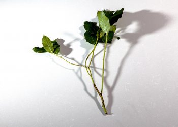 Bianco Artico(1)