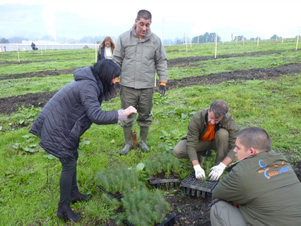 Reforestación