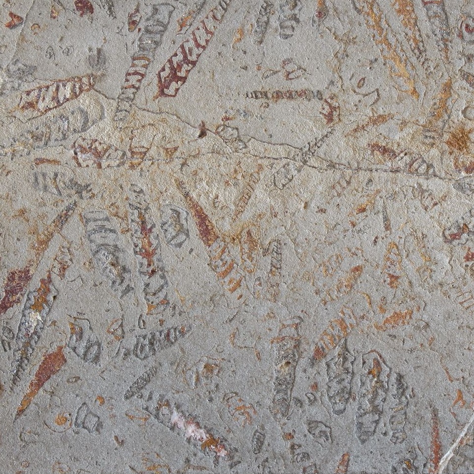 jurassic fossil