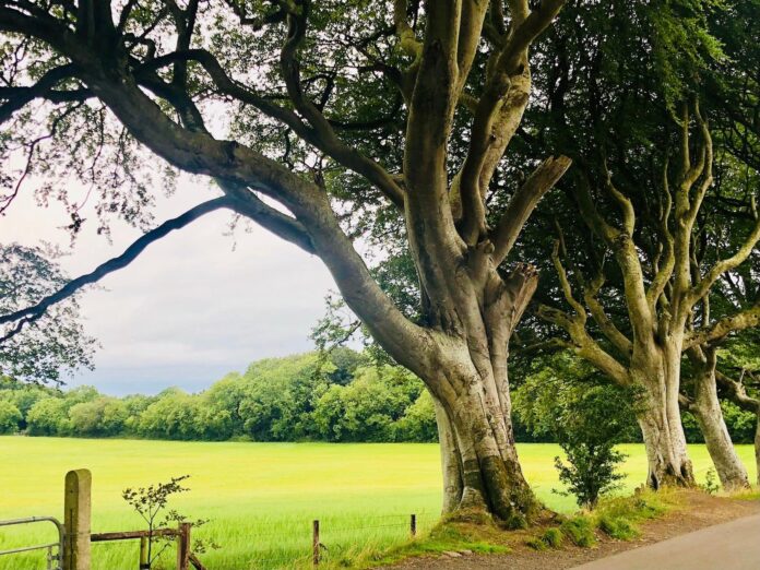 foto medioambiente-enviada maser